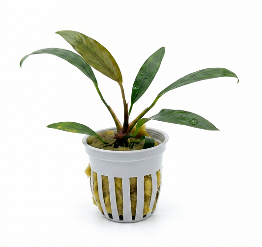 Anubias heterophylla Lanceolata potted aquarium plant