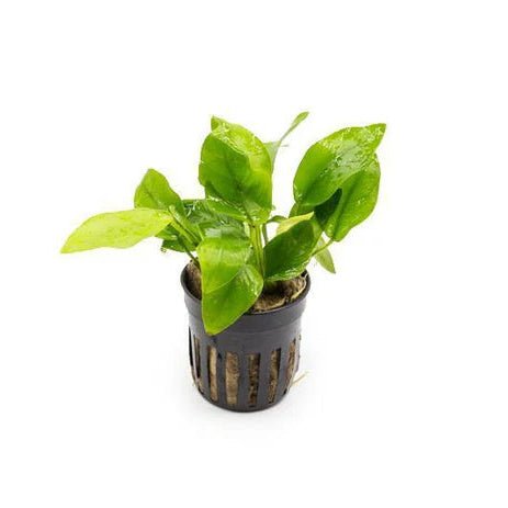 Anubias Nana Gold with bright golden leaves attached to driftwood in an aquarium