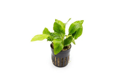 Assorted Anubias Plant Pack