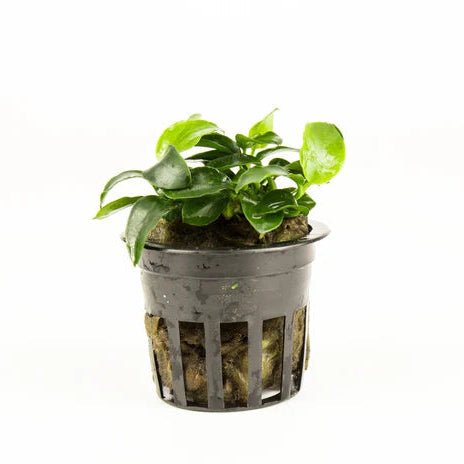 Anubias Nana Petite Potted in planted aquarium