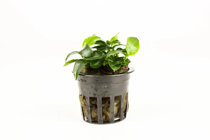 Assorted Anubias Plant Pack