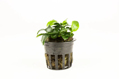Assorted Anubias Plant Pack