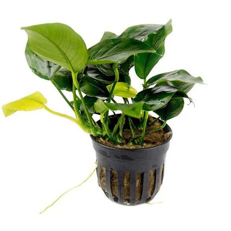 Anubias Nana Potted in planted aquarium