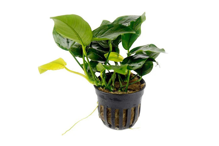 Assorted Anubias Plant Pack