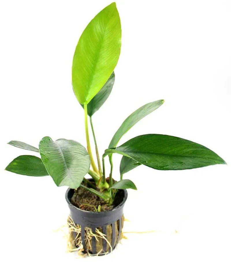 Anubias Nancon Potted in planted aquarium