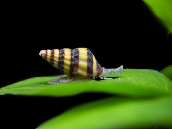 Assassin Snail with yellow and black striped shell on aquarium substrate hunting pest snails