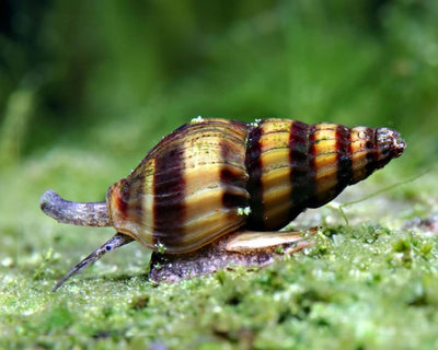 Assassin Snail with yellow and black striped shell on aquarium substrate hunting pest snails