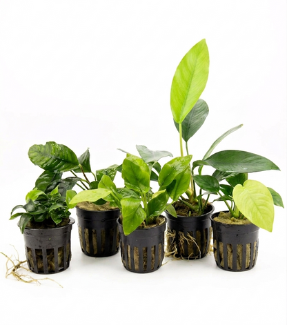 Assorted Anubias Plant Pack