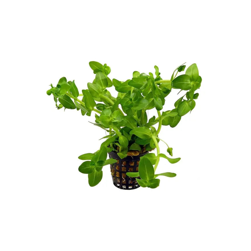 Bacopa (Bacopa Caroliniana)
