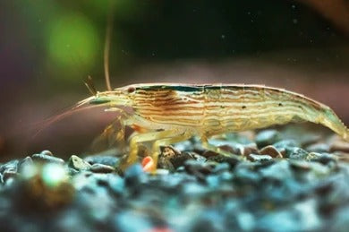 Bamboo Shrimp in planted aquarium