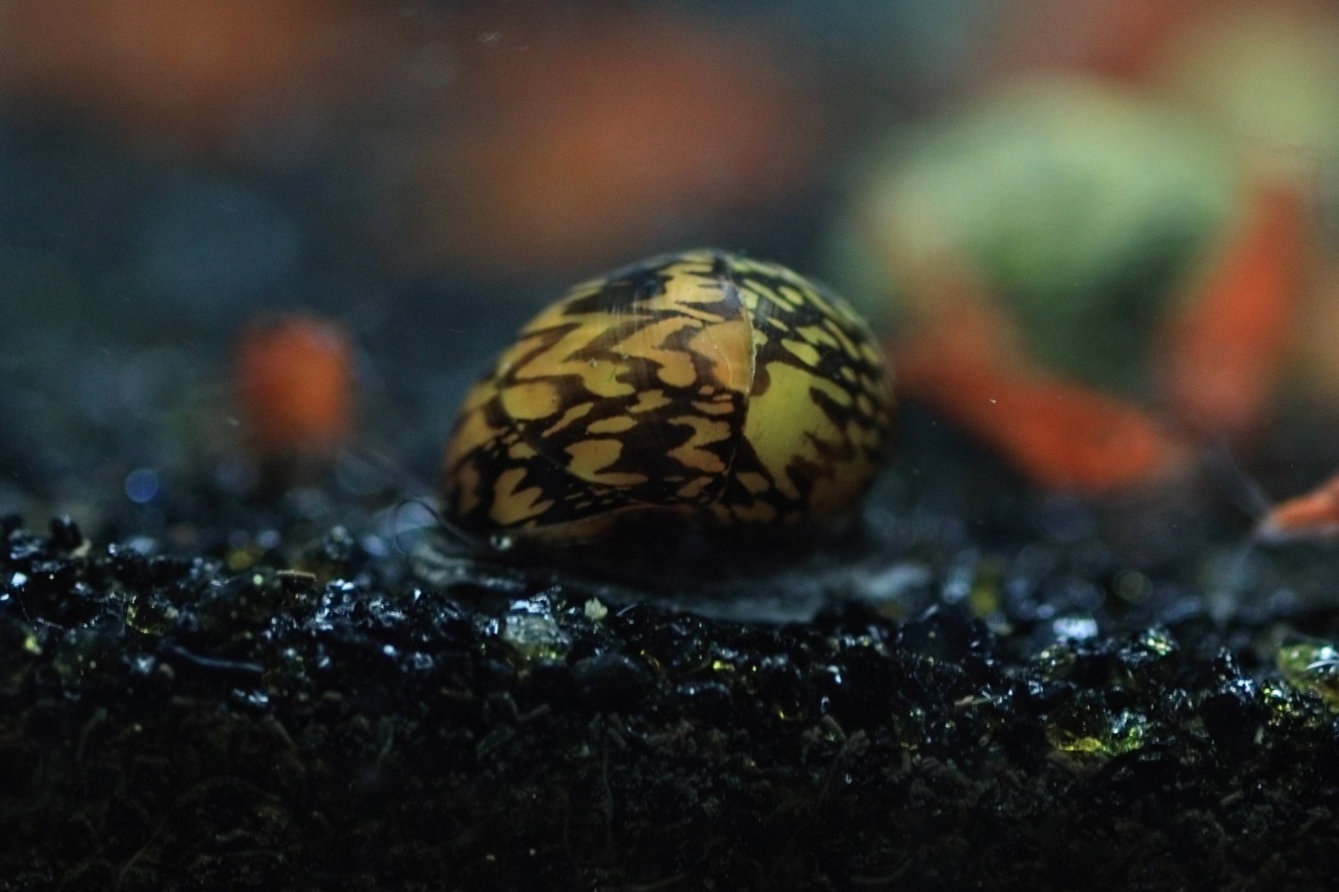 Batik Nerite Snail with intricate patterned shell on aquarium surface
