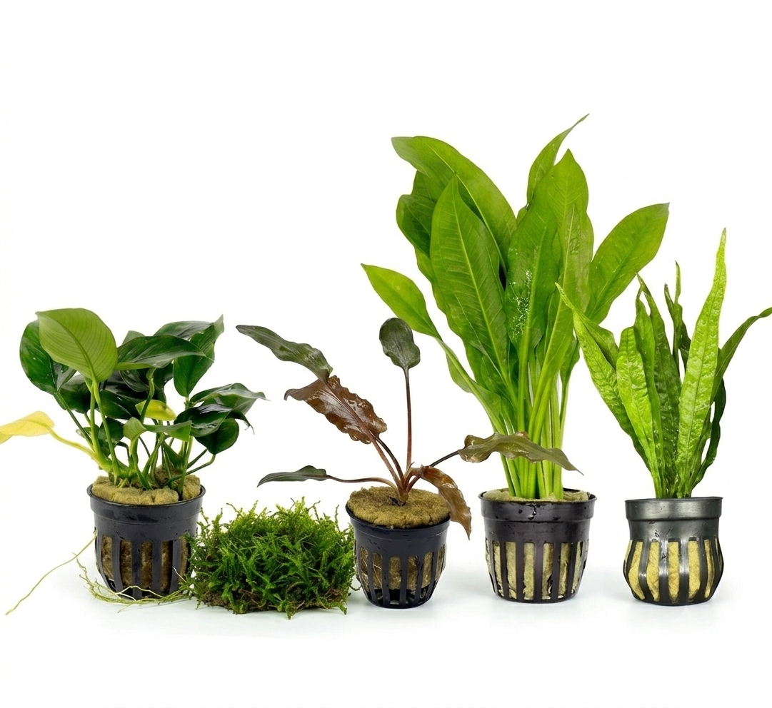 Beginner Plant Pack in planted aquarium