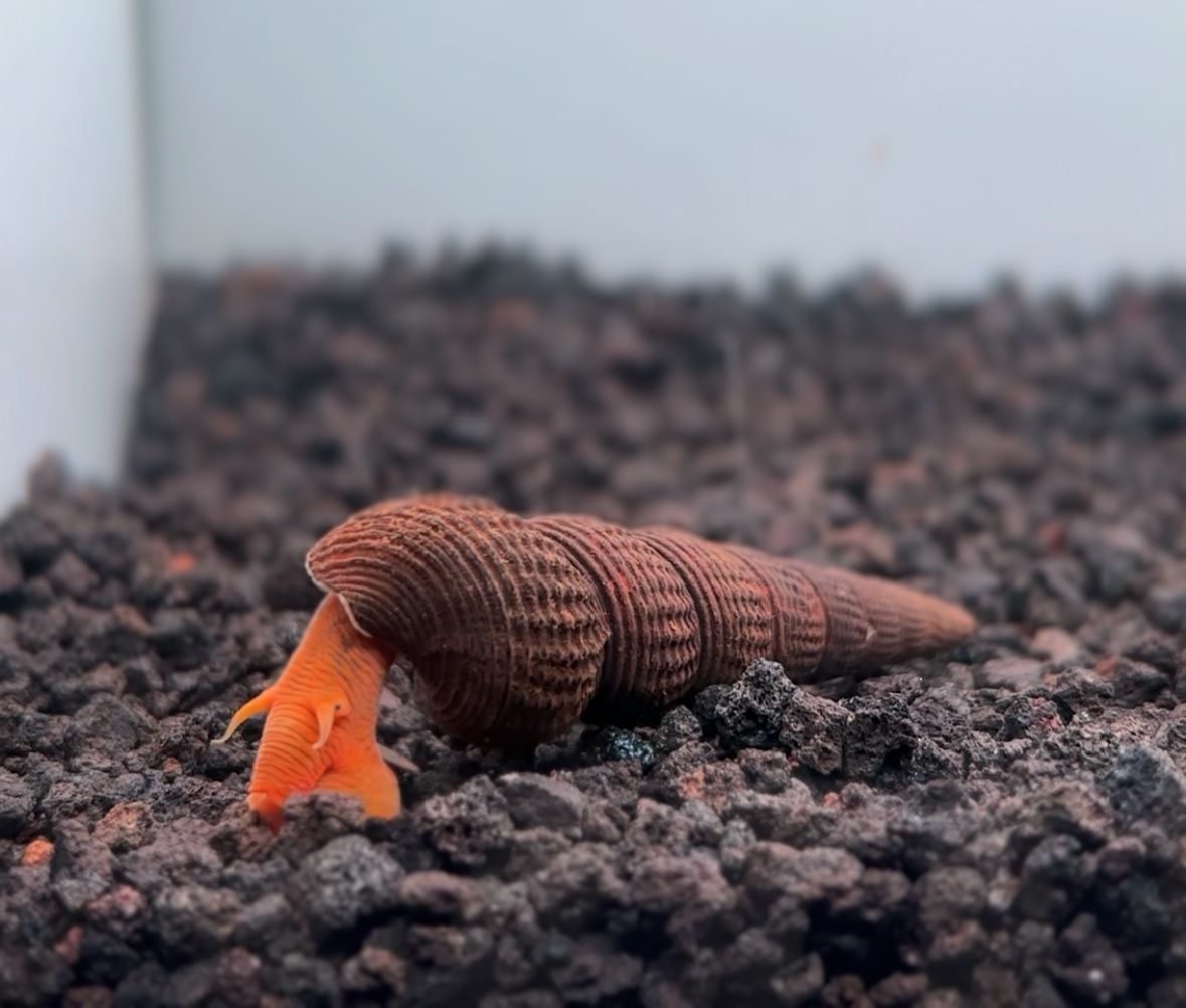 Giant Orange Rabbit Snail in planted aquarium