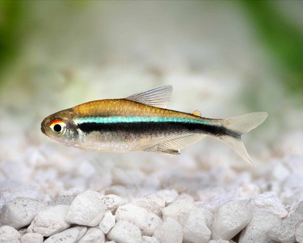 Black Neon Tetra in planted aquarium