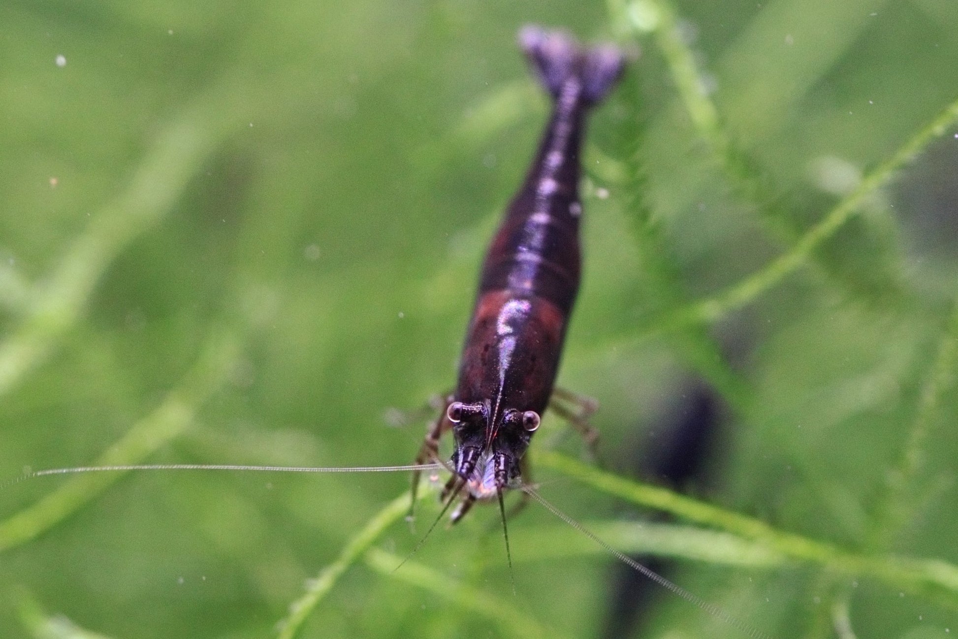 Black Rose Neocaridina shrimp on aquarium plant with dark coloration