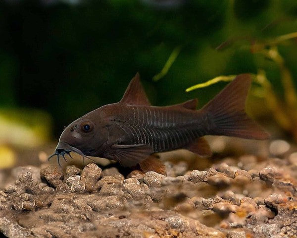 Black Venezuelan Corydoras in planted aquarium