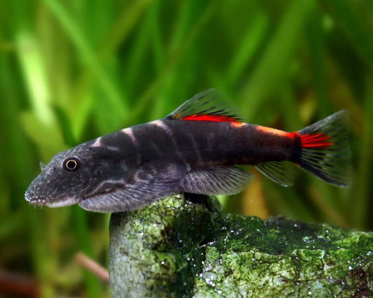 Bloody Mary Hillstream Loach