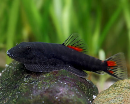 Bloody Mary Hillstream Loach