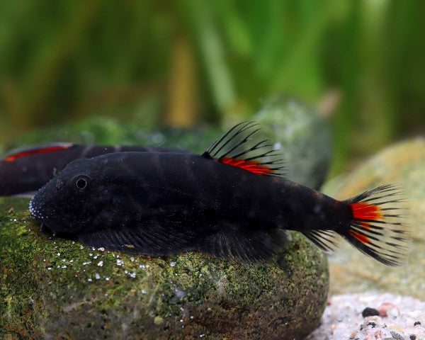 Bloody Mary Hillstream Loach