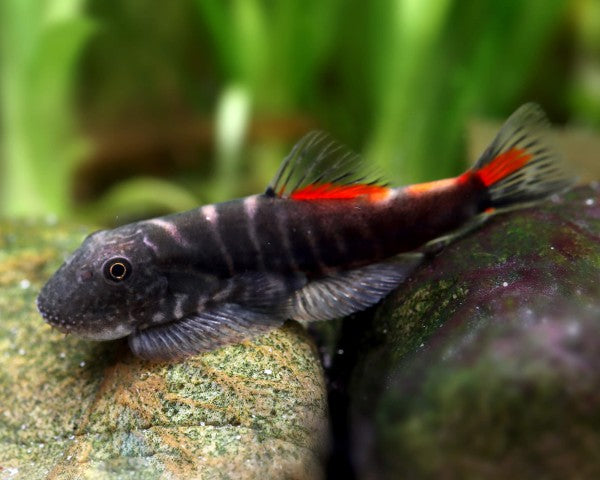 Bloody Mary Hillstream Loach in planted aquarium