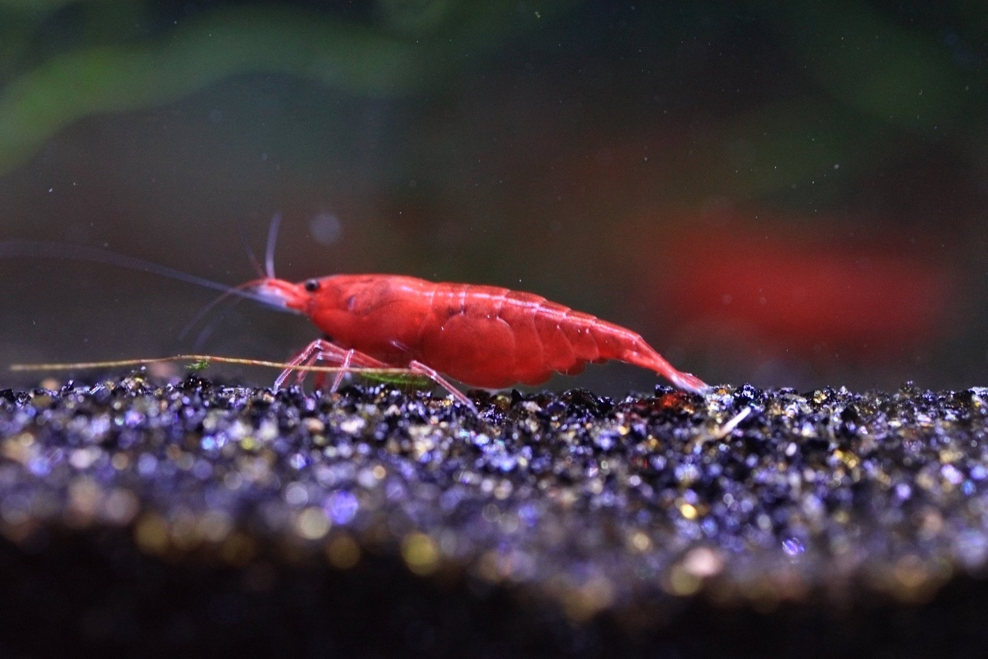 Bloody Mary Neocaridina shrimp with bright red coloration on aquarium plant