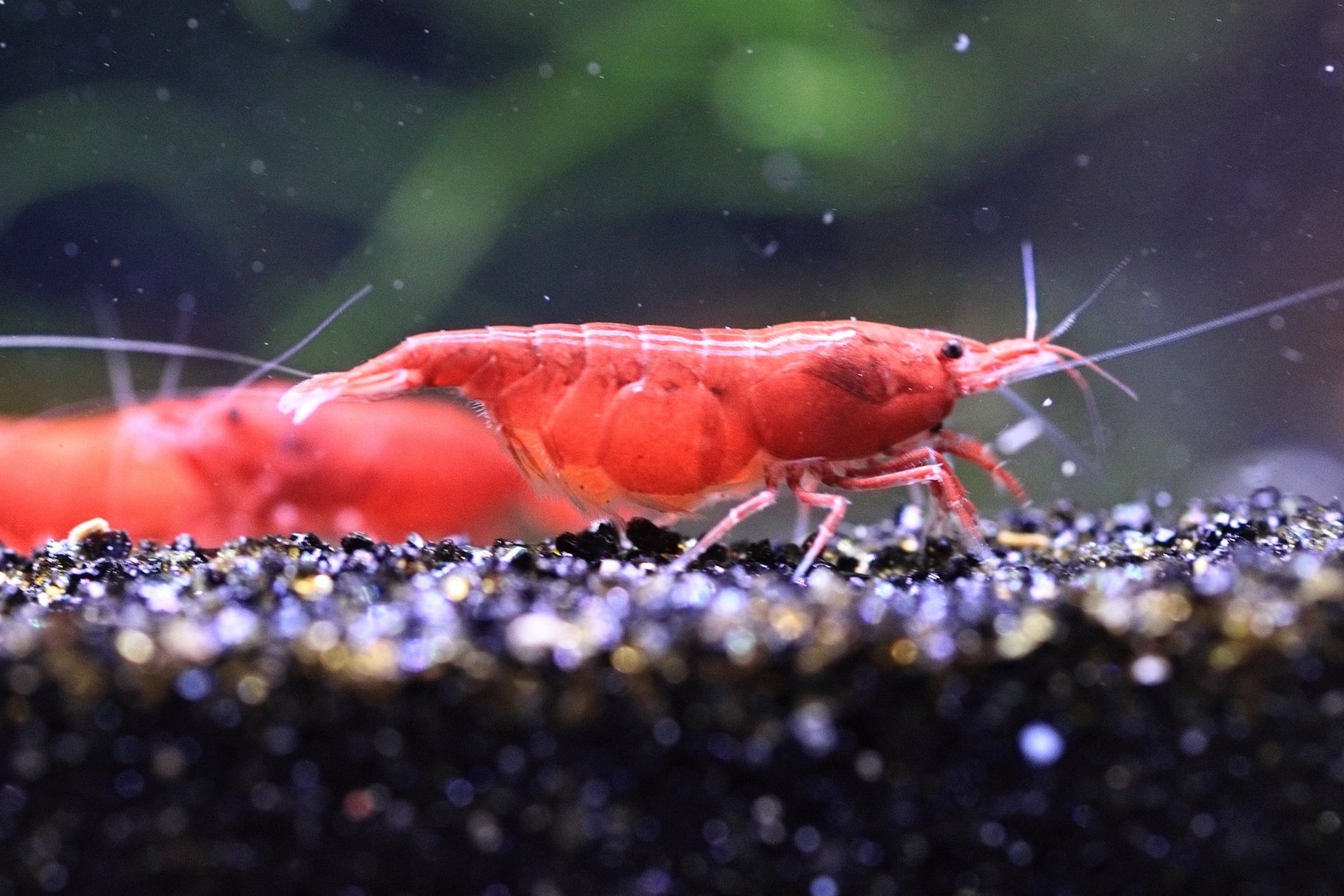 Bloody Mary Neocaridina shrimp with bright red coloration on aquarium plant
