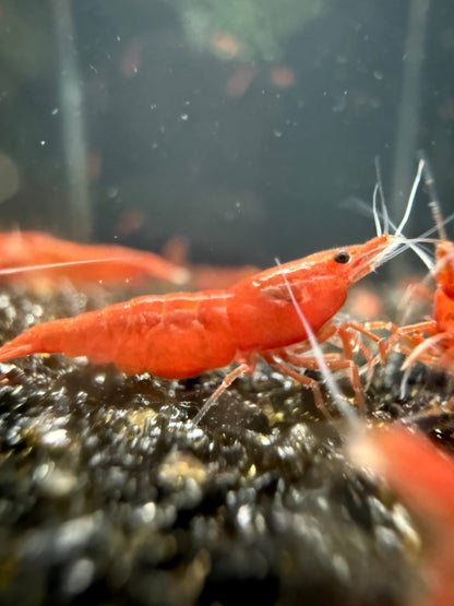 Bloody Orange Neocaridina shrimp with bright orange-red coloration on aquarium plant