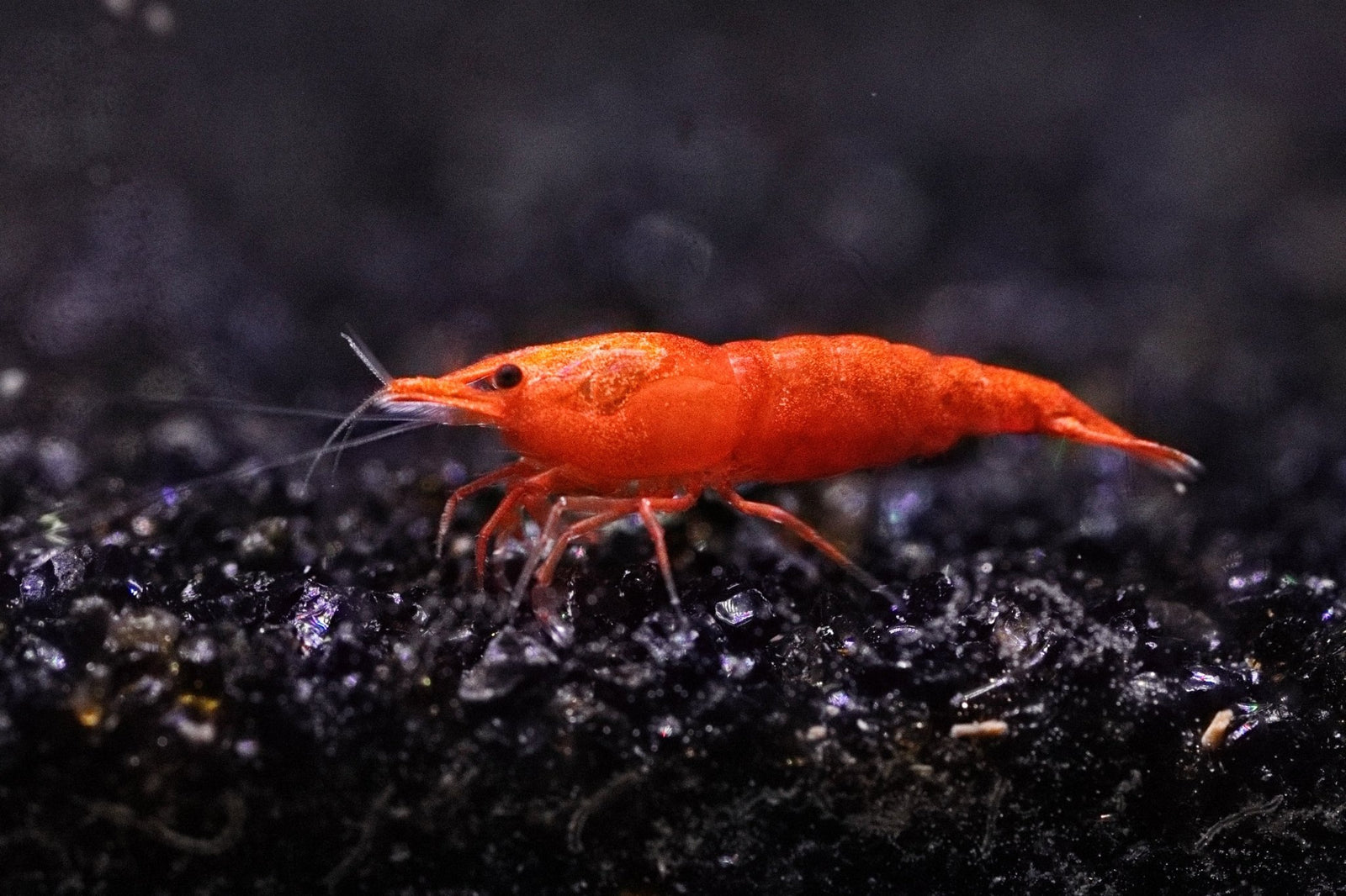 Bloody Orange Shrimp in planted aquarium