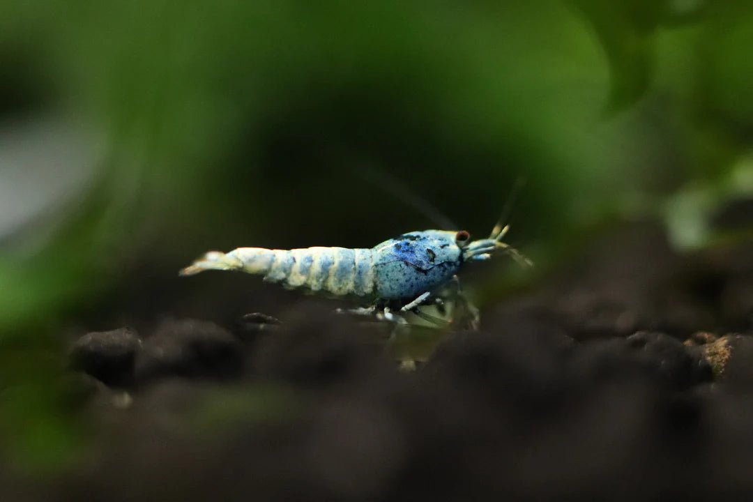 Blue Bolt Caridina shrimp with bright blue coloration on aquarium substrate