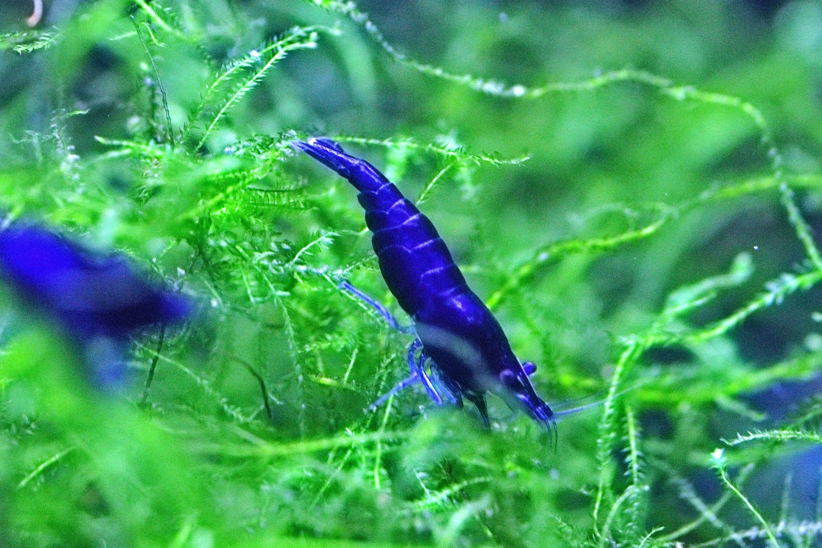 Blue Diamond Shrimp in planted aquarium