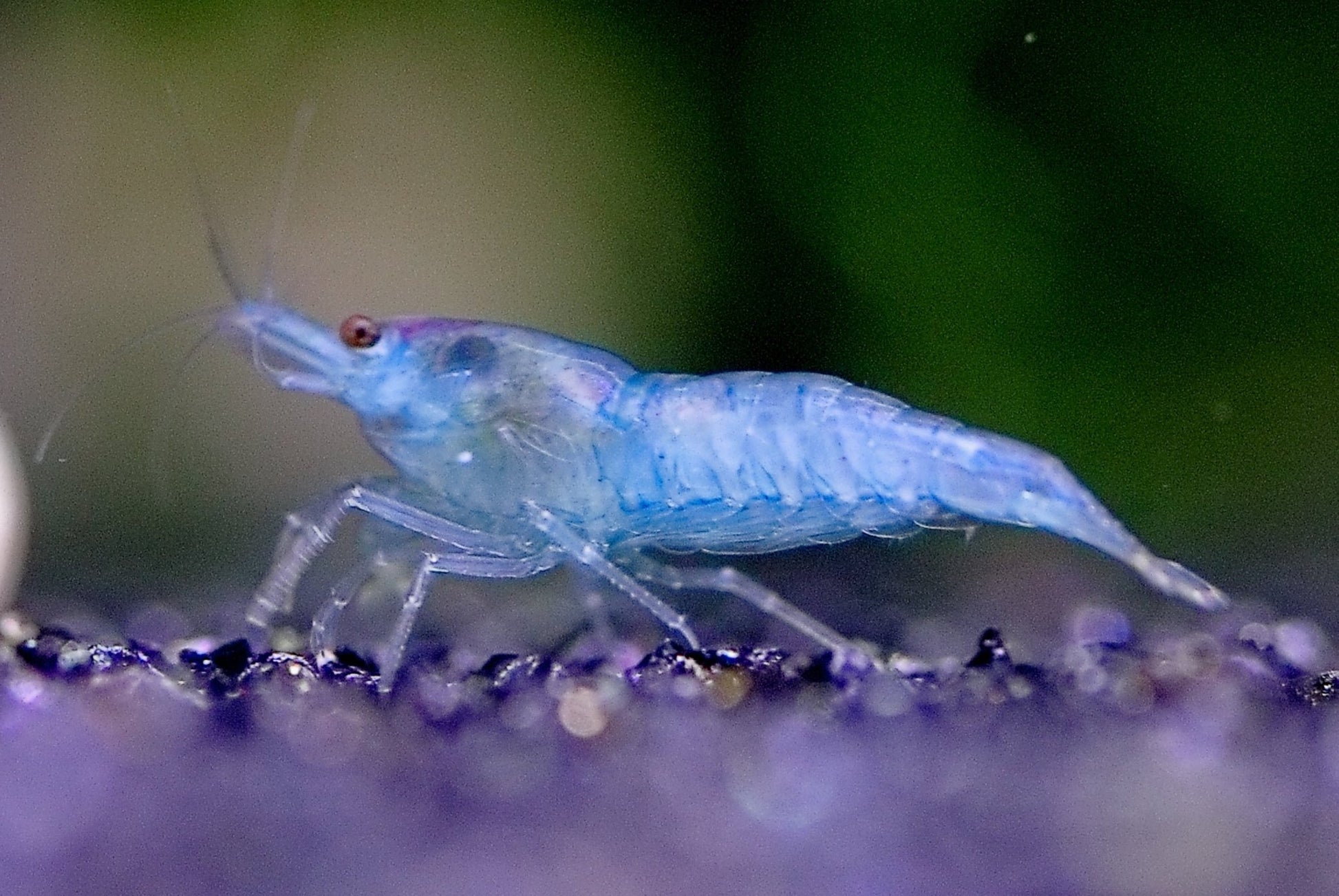 Blue Jelly Neocaridina shrimp with translucent blue coloration on aquarium plant