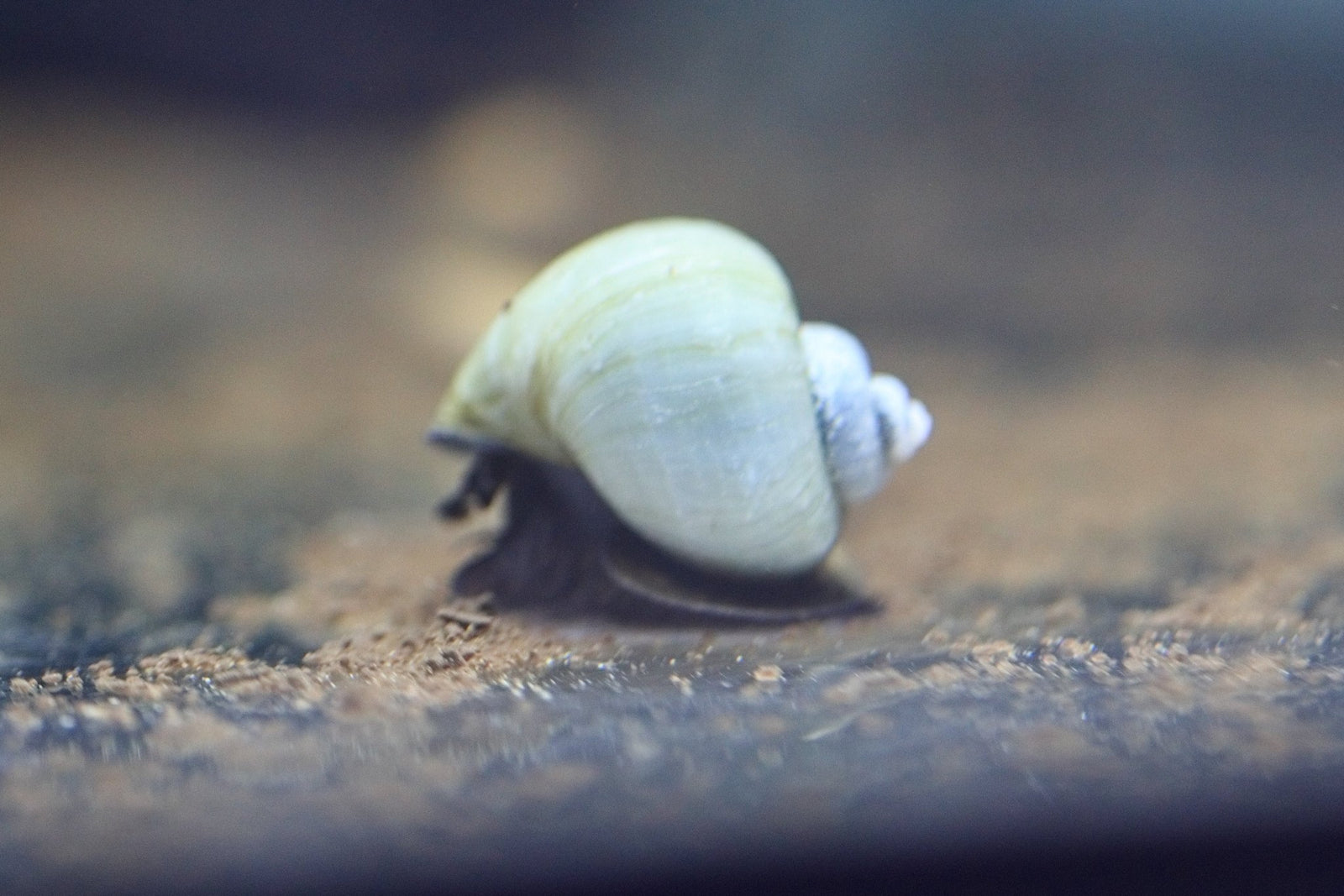 Blue Mystery Snail in planted aquarium