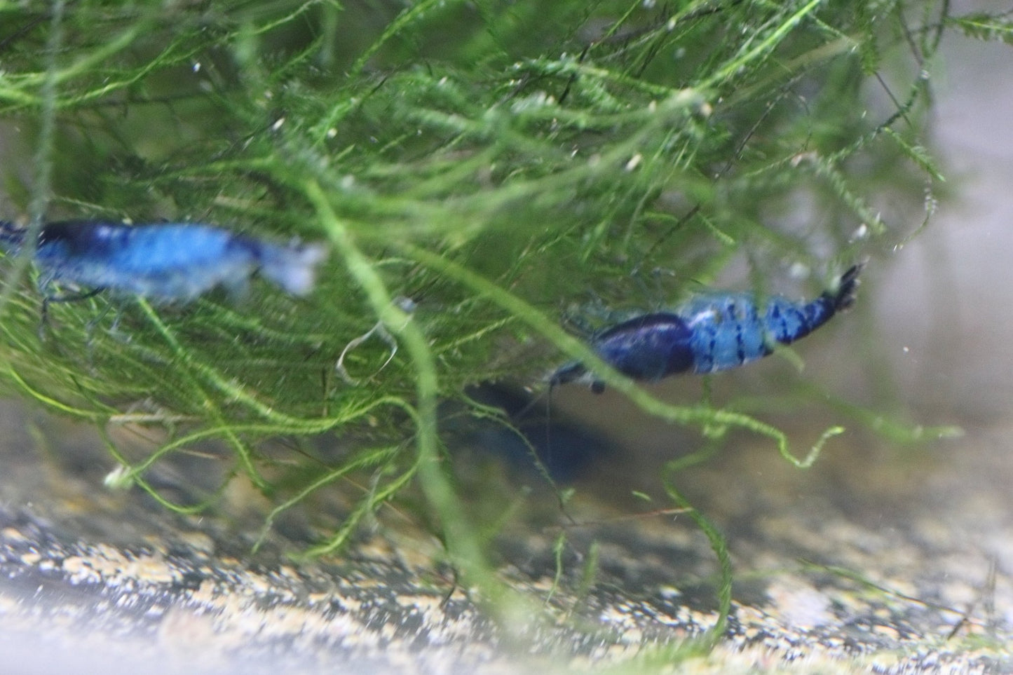 Blue Rili Neocaridina shrimp showing blue-and-clear rili pattern on aquarium plant