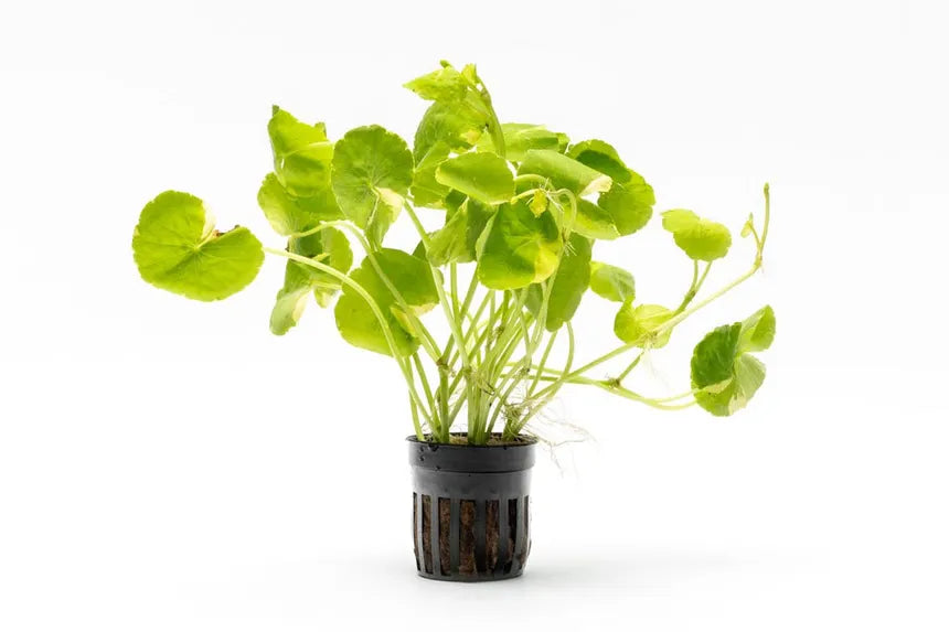 Variegated Brazilian Pennywort with two-tone leaves in a planted aquarium