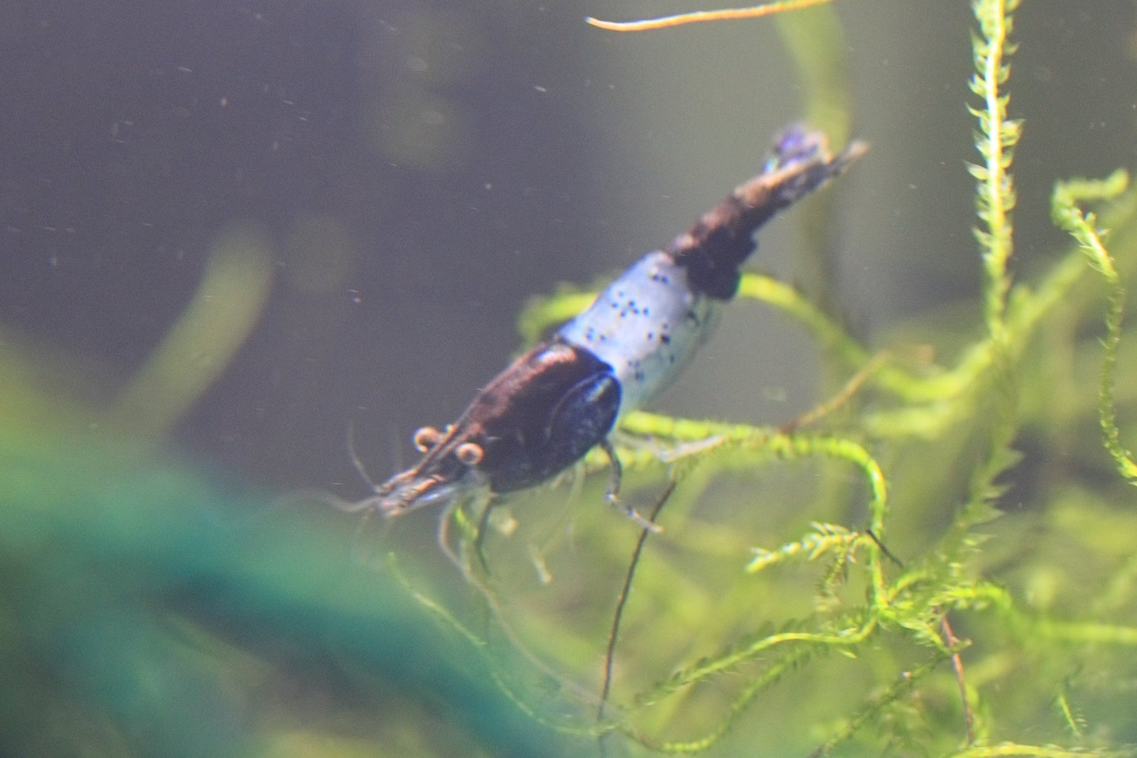 Carbon Rili Shrimp in planted aquarium
