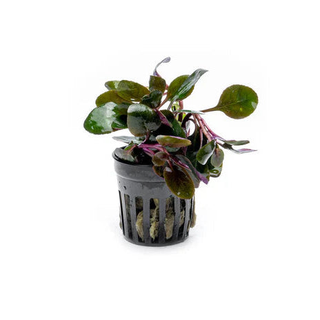 Dwarf Cardinal Plant in planted aquarium