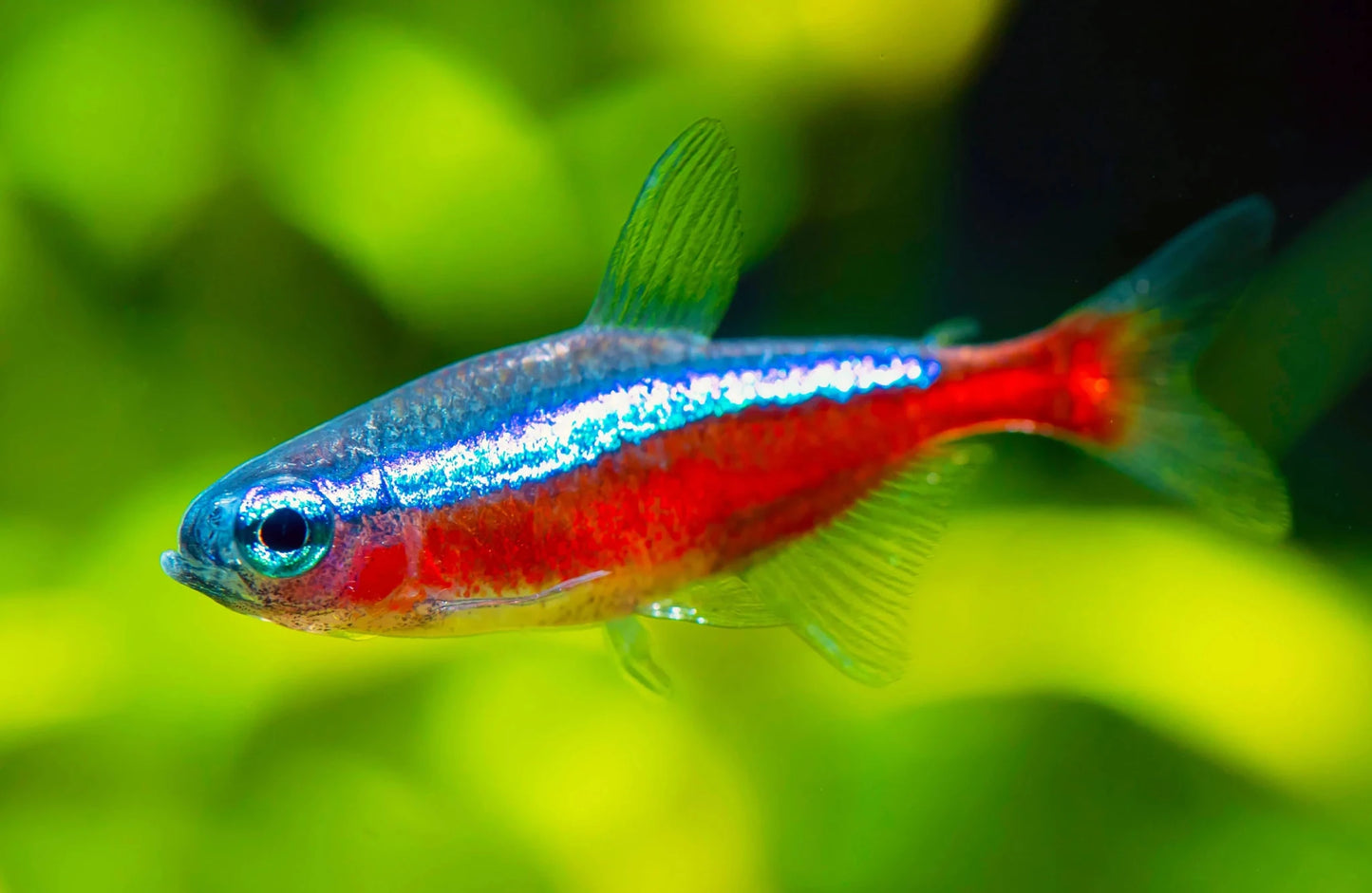 Cardinal Tetra swimming in a planted aquarium
