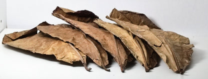 Catappa Leaves (Indian Almond Leaves) 10 Pack