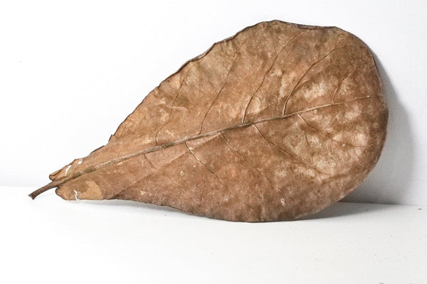 Catappa Leaves (Indian Almond Leaves) 10 Pack