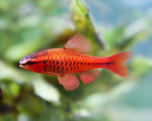 Cherry Barb in planted aquarium