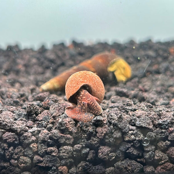 Chocolate Rabbit Snail