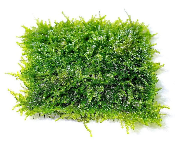 Christmas Moss Mat