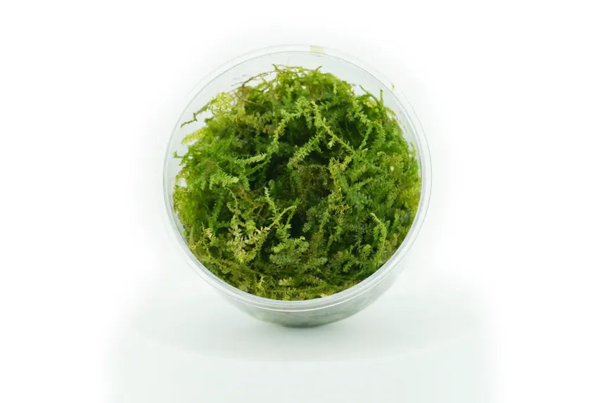 Beginner Plant Pack