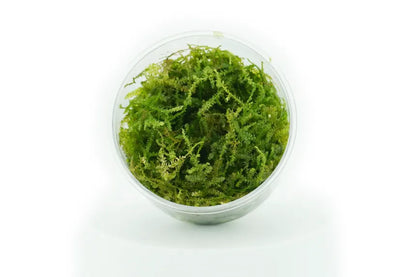 Beginner Plant Pack
