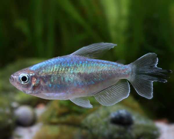 Congo Tetra in planted aquarium