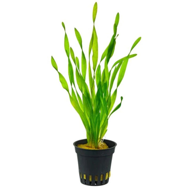 Corkscrew Vallisneria in planted aquarium