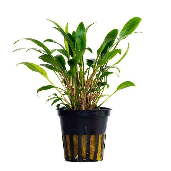 Cryptocoryne Lucens in planted aquarium
