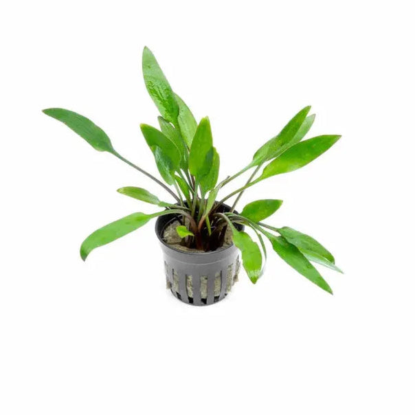 Cryptocoryne Lutea in planted aquarium