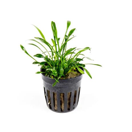 Cryptocoryne Parva in planted aquarium