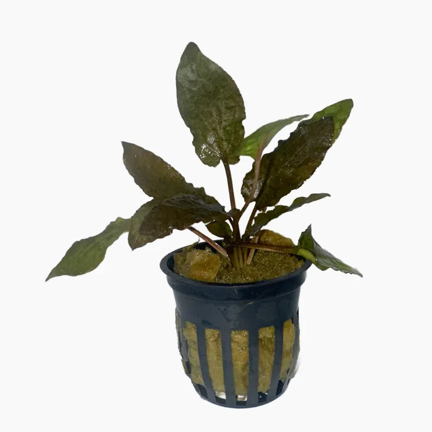 Cryptocoryne Tropica plant with textured leaves in a planted aquarium